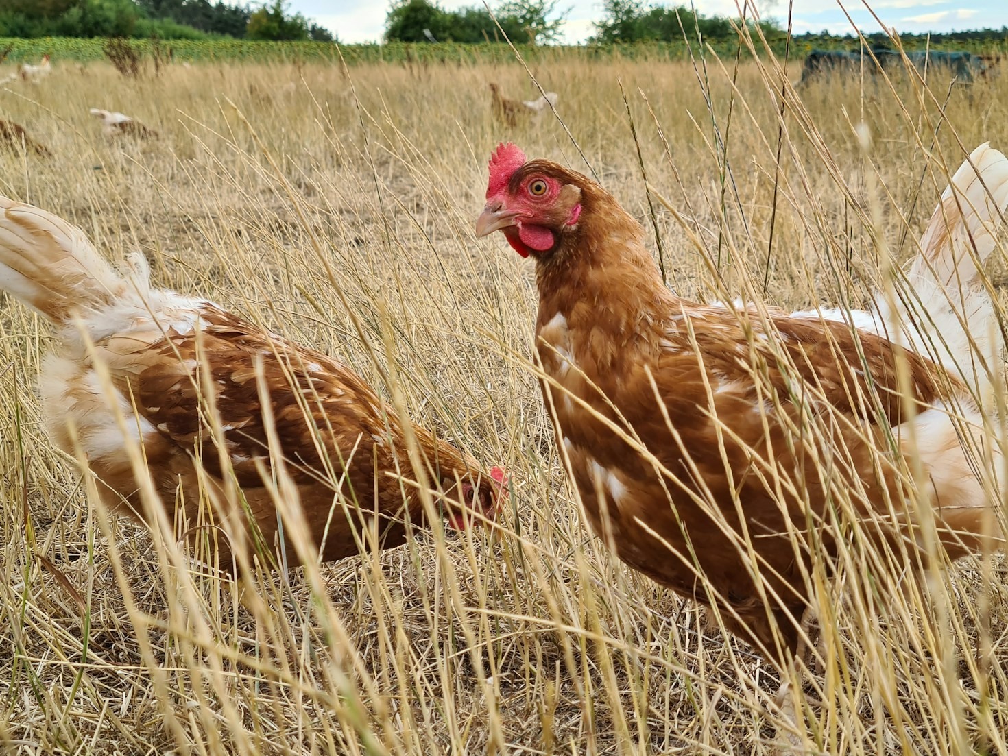 Boosting Farm Incomes with AI Assistance